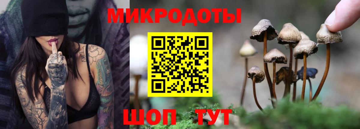 Псилоцибиновые грибы Psilocybe Рубцовск